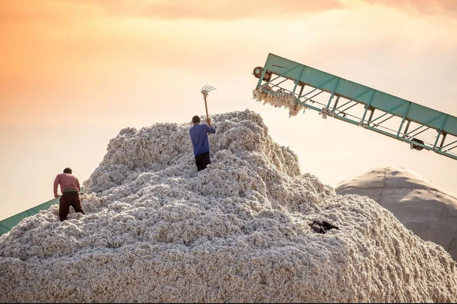 Pakistan: Cotton output misses targets by wide margin